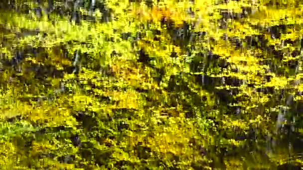 Autumn Leaves Forest Pond — Stockvideo