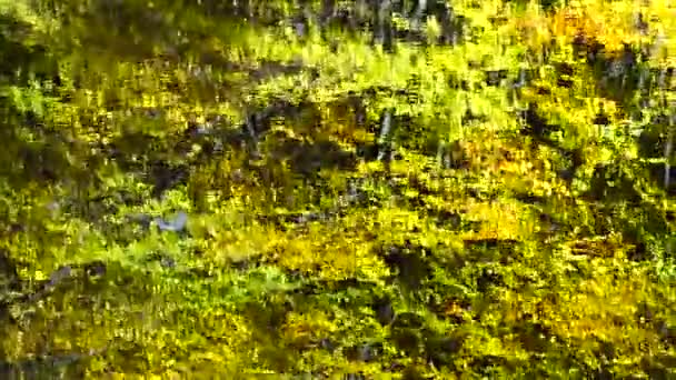 Hojas Otoño Estanque Forestal — Vídeos de Stock