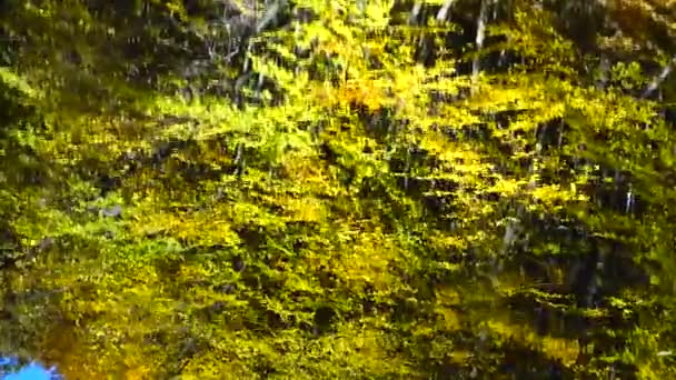 Autumn Leaves Forest Pond — Stockvideo