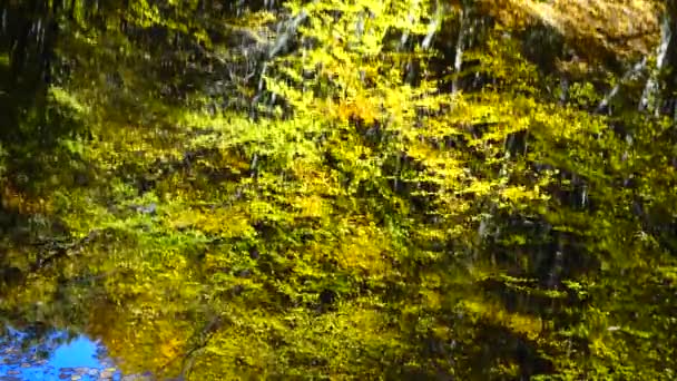 Hojas Otoño Estanque Forestal — Vídeos de Stock