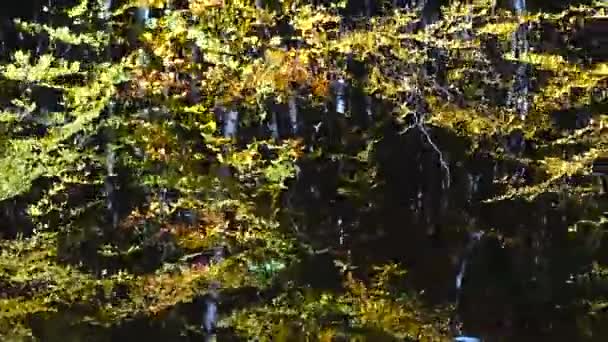 Autumn Leaves Forest Pond — Stockvideo