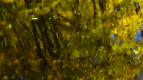 Sonbahar Yaprakları Orman Göleti — Stok video