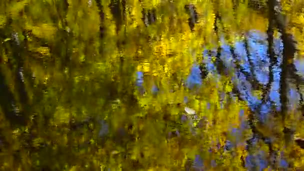 Hojas Otoño Estanque Forestal — Vídeos de Stock