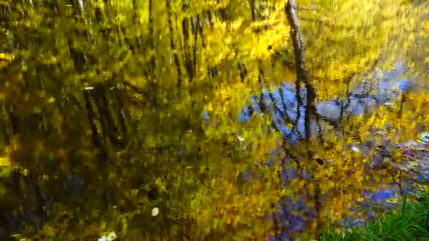 Jesienne Liście Staw Leśny — Wideo stockowe