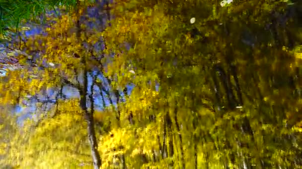 Feuilles Automne Étang Forestier — Video