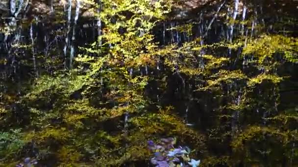 Hojas Otoño Estanque Forestal — Vídeo de stock