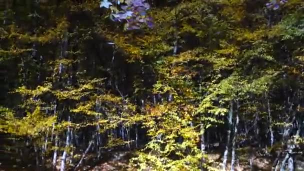 Hojas Otoño Estanque Forestal — Vídeos de Stock