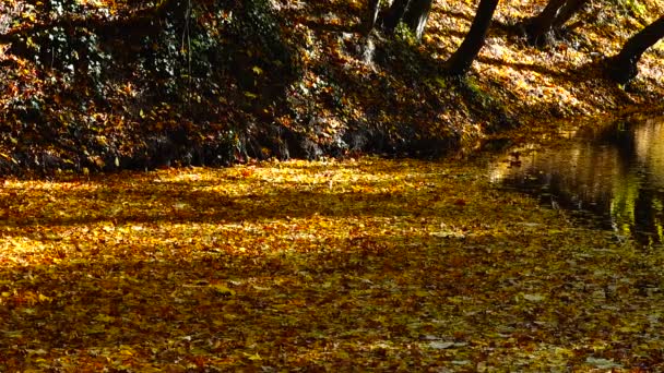 Hojas Otoño Estanque Forestal — Vídeo de stock