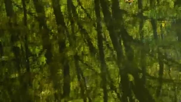 秋天的树叶和森林池塘 时间流逝 — 图库视频影像