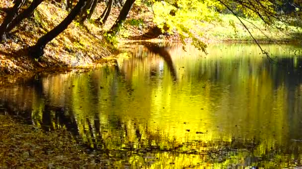 Folhas Outono Lagoa Florestal — Vídeo de Stock
