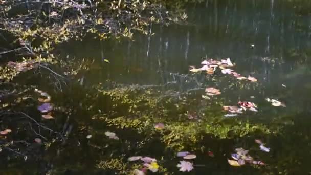 Folhas Outono Lagoa Florestal Desfasamento Temporal — Vídeo de Stock