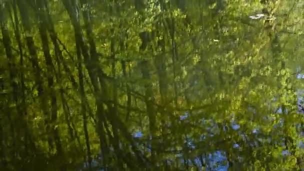 Autumn Leaves Forest Pond Time Lapse — Stockvideo