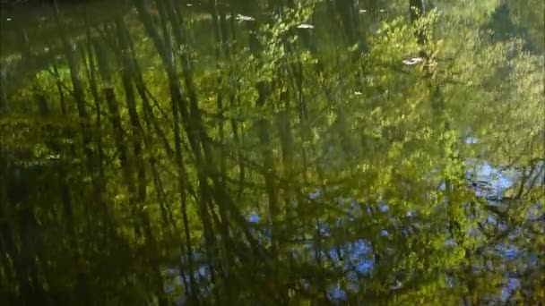 Folhas Outono Lagoa Florestal Desfasamento Temporal — Vídeo de Stock