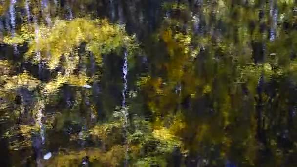 Осіннє Листя Лісовий Ставок — стокове відео