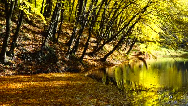 Hojas Otoño Estanque Forestal — Vídeo de stock