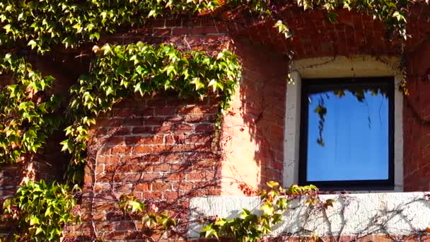 Ivy Bakstenen Muur Van Het Huis Schieten Herfst — Stockvideo