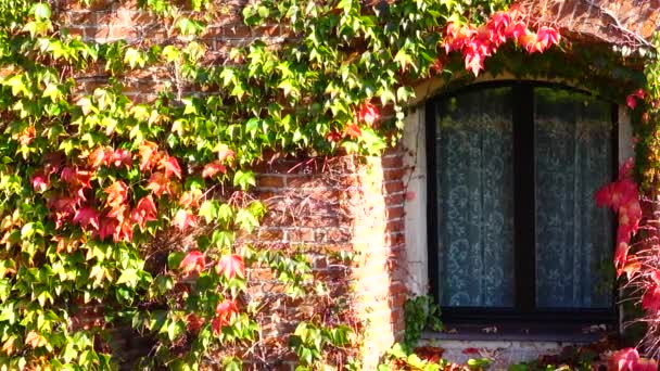 Ivy Brick Wall House Shooting Fall — Stock Video