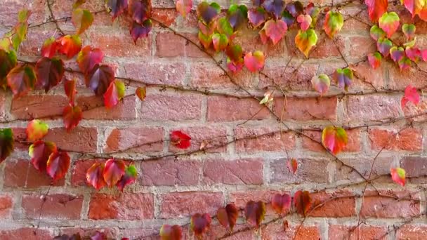 Плющ Цегляній Стіні Будинку Зйомки Восени — стокове відео