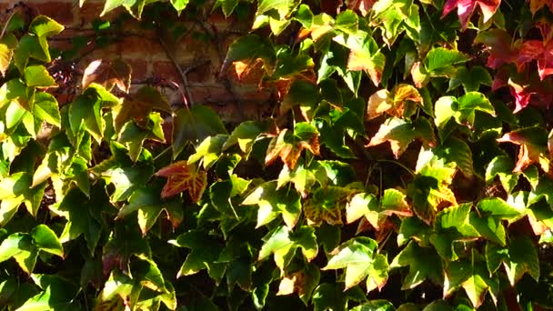 Hiedra Pared Ladrillo Casa Disparos Otoño — Vídeos de Stock