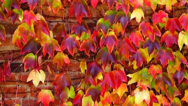 Efeu Der Ziegelwand Des Hauses Dreharbeiten Herbst — Stockvideo