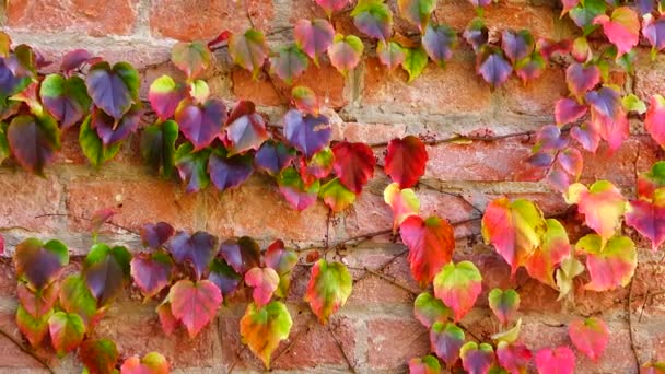 房子砖墙上的常春藤 秋天的枪战 — 图库视频影像