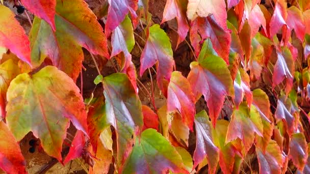 Efeu Der Ziegelwand Des Hauses Dreharbeiten Herbst — Stockvideo