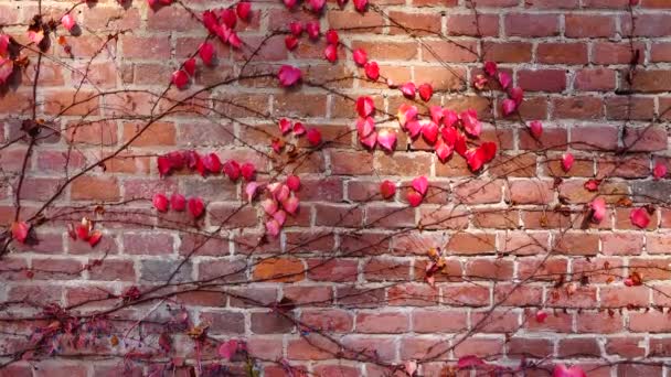 房子砖墙上的常春藤 秋天的枪战 — 图库视频影像