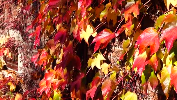 Efeu Der Ziegelwand Des Hauses Dreharbeiten Herbst — Stockvideo