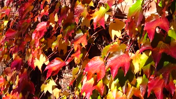 Efeu Der Ziegelwand Des Hauses Dreharbeiten Herbst — Stockvideo