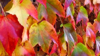 Ivy evin tuğla duvarında. Sonbaharda çekim..