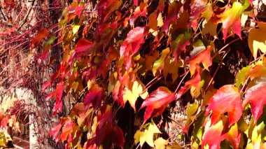 Ivy evin tuğla duvarında. Sonbaharda çekim..