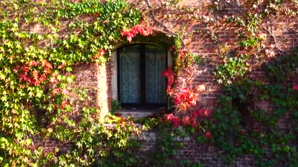 Ivy Bakstenen Muur Van Het Huis Schieten Herfst — Stockvideo