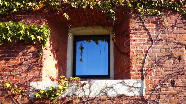 Ivy Sur Mur Briques Maison Tournage Automne — Video