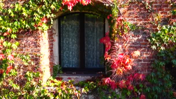 Ivy Bakstenen Muur Van Het Huis Schieten Herfst — Stockvideo