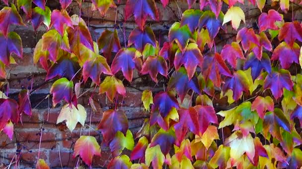 Ivy Evin Tuğla Duvarında Sonbaharda Çekim — Stok video