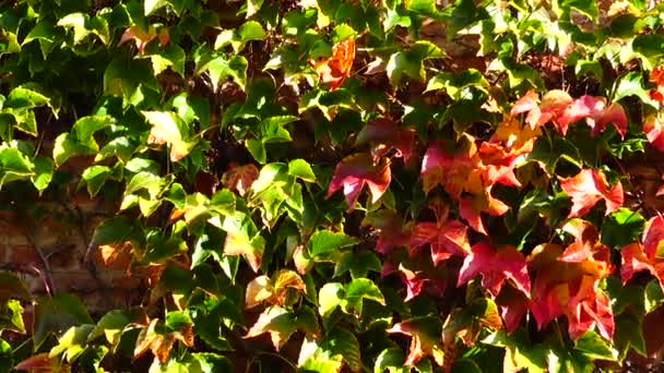 Efeu Der Ziegelwand Des Hauses Dreharbeiten Herbst — Stockvideo