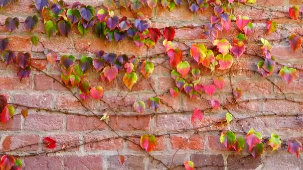 Hiedra Pared Ladrillo Casa Disparos Otoño — Vídeos de Stock