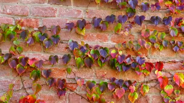 Hiedra Pared Ladrillo Casa Disparos Otoño — Vídeos de Stock