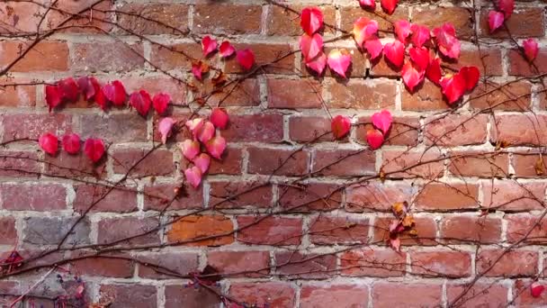 Hiedra Pared Ladrillo Casa Disparos Otoño — Vídeos de Stock