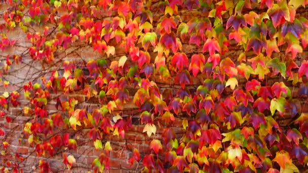 Ivy Evin Tuğla Duvarında Sonbaharda Çekim — Stok video
