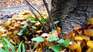 Sonbahar ormanlarında bal mantarı.