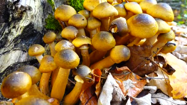 Μανιτάρια Μύκητα Μέλι Στο Δάσος Φθινόπωρο — Αρχείο Βίντεο