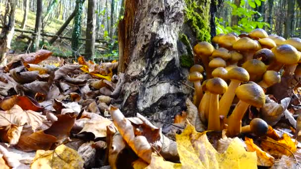 Cogumelos Fungos Mel Floresta Outono — Vídeo de Stock