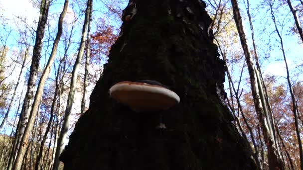 Μύκητας Ξύλου Στον Κορμό Του Δέντρου — Αρχείο Βίντεο