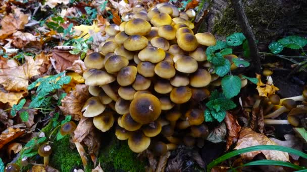 Funghi Miele Nella Foresta Autunnale — Video Stock
