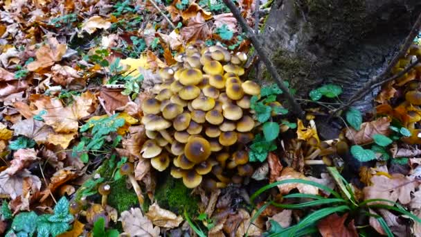 Honing Paddenstoelen Het Herfstbos — Stockvideo