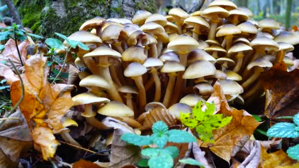 Honey Fungus Mushrooms Fall Forest — Stock Video