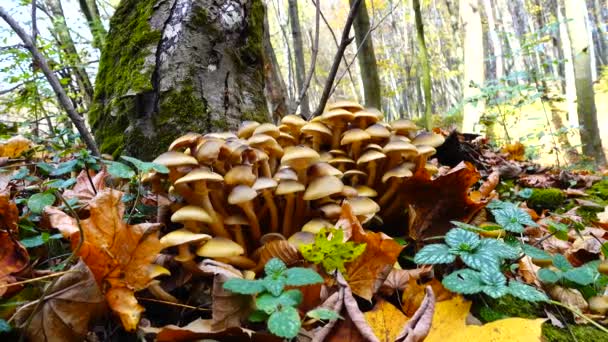 Grzyby Miodne Jesiennym Lesie — Wideo stockowe