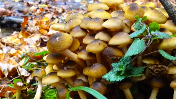 Honing Paddenstoelen Het Herfstbos — Stockvideo