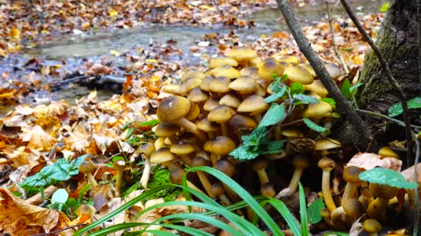 Funghi Miele Nella Foresta Autunnale — Video Stock